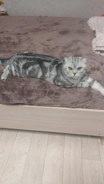 Отдам кота породистого в добрые руки, scottish fold