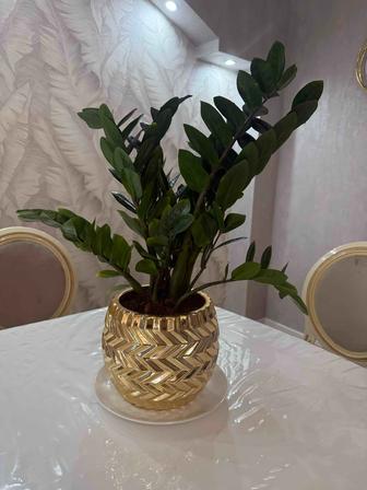 Долларовое дерево, замиокулькас.