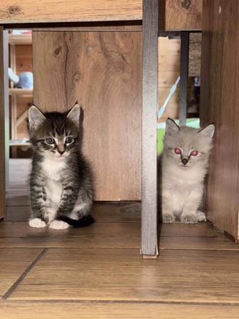 Котята