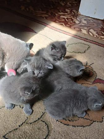 Котята британской породы