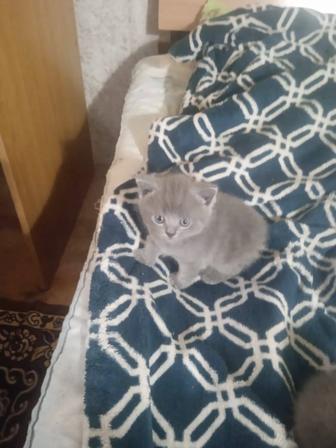 Котята британской породы