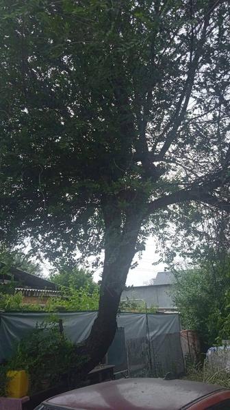 Отдам дерево под спил бесплатно
