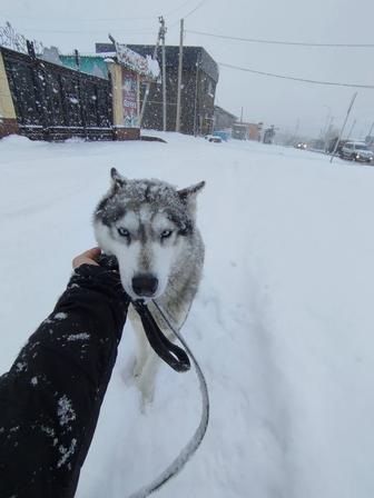 Собака в хорошие руки