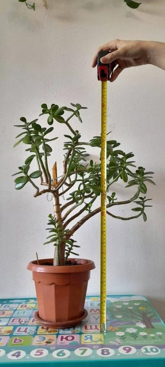 Комнатное растение