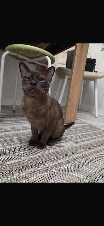 Котенок Бурма