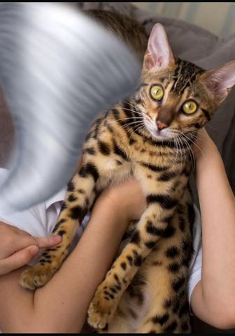 Кашка Бенгальская