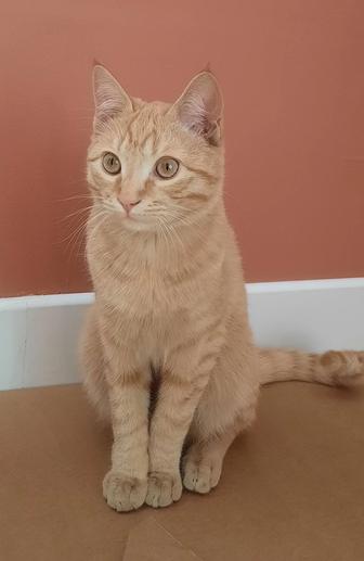 отдадим кота в добрые руки