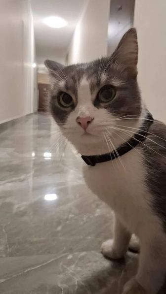 Кошка ищет дом