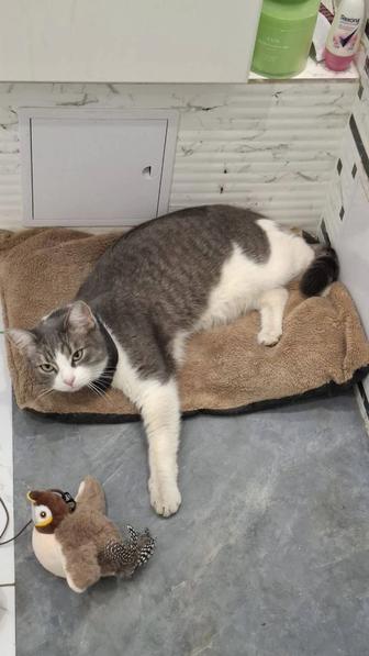 Кошка ищет дом