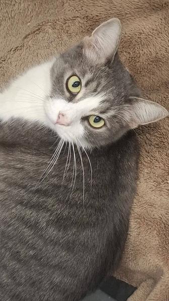 Кошка ищет дом