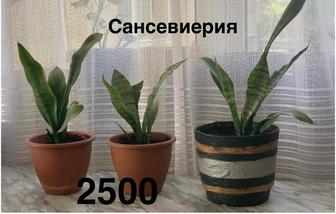 Сансевиерия, кислица треугольная, гибискус