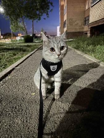 Отдам бесплатно кошку
