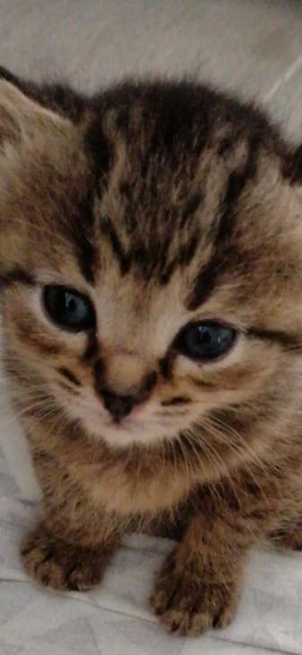 Отдам в добрые руки замечательных котят