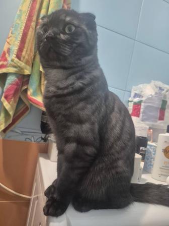 Котенок породы Шотландец ищет девочку.
