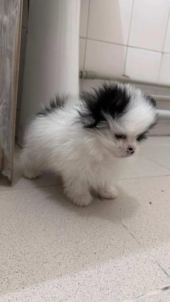 Померанский шпиц мини щенок