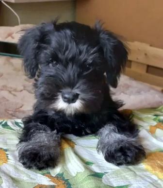 Цвергшнауцер. Щенки. Девочки. Бронь.