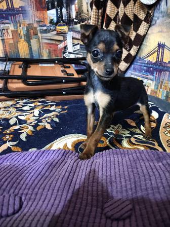 Мини той-терьер