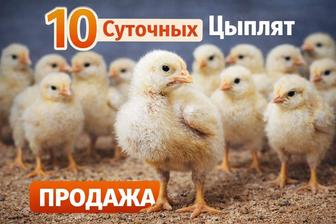 10 суточные бройлеры
