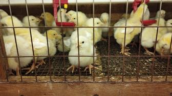 Подрощенные цыплята бройлеры