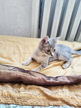 Котенок Британская короткошерстная