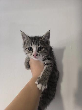 Ищем дом для котенка