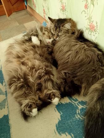 Няня, сиделка