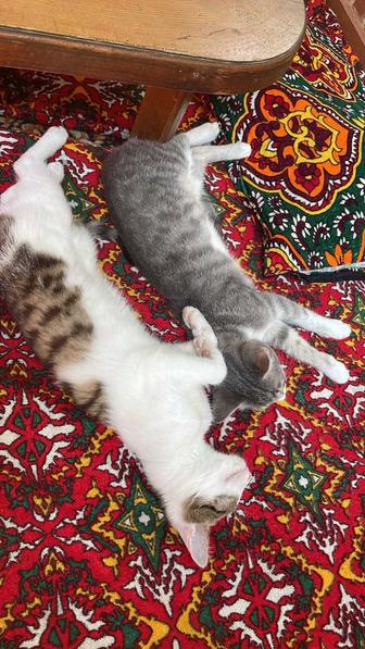 Отдам в хорошие руки котят