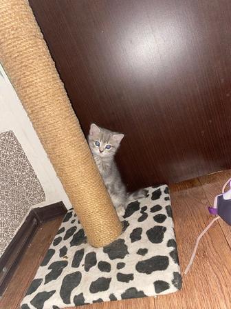 Продам породистого котенка