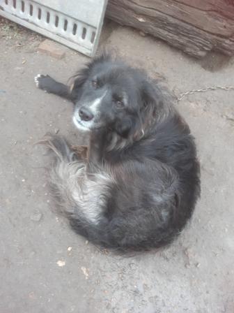 Отдам в хорошие руки собаку