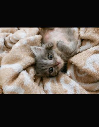 Котятки в добрые руки