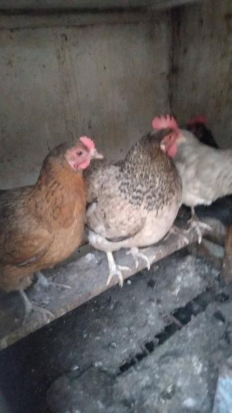 Продам домашних курей несутся крупные