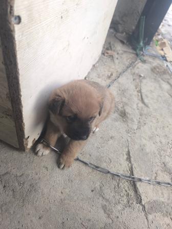 Отдам щенка в хорошие руки