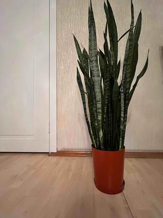 Продаю комнатное растение Щучий хвост