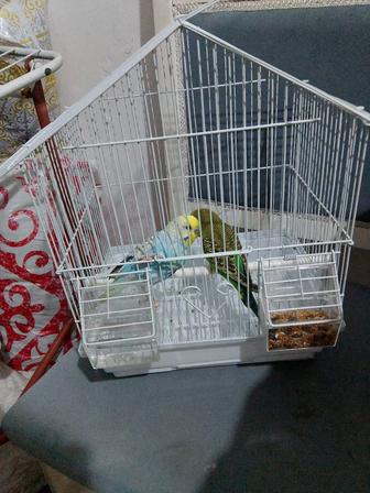 Попугай комплект продается