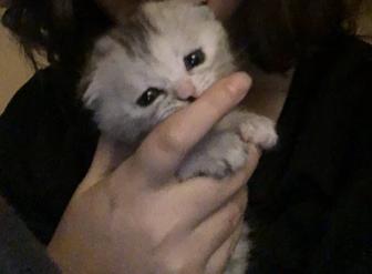 Котенок шотландский вислоухий