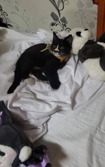 Кошки