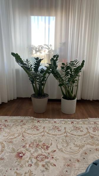Долларовая дерево