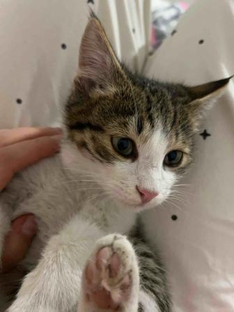 Отдам котенка бесплатно