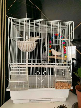 Продается попугайчики