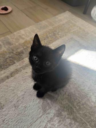 Отдам котенка в хорошие руки