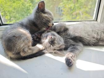 Отдам котят в добрые руки