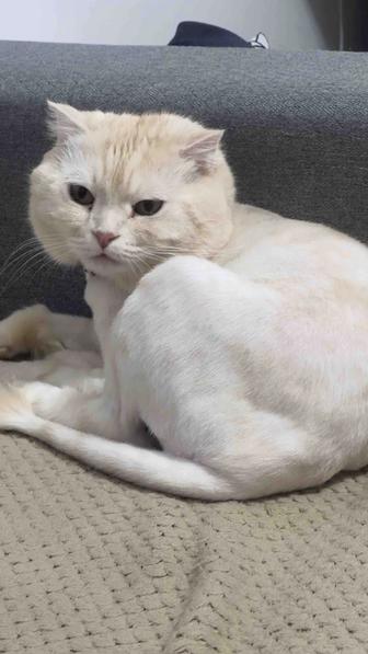 Отдам кота в хорошие руки