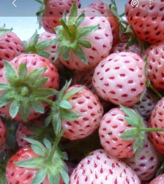 Саженцы клубники Пайнберри и Мице Шиндлер продам