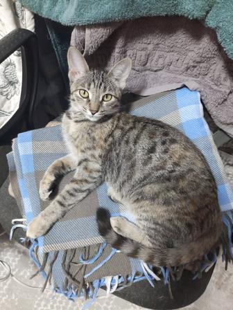 Кошечка ищет дом!!