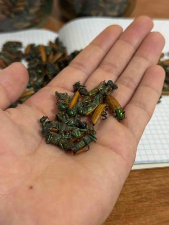 Алтын қоңыз коныз майский жук золотой жук простатит