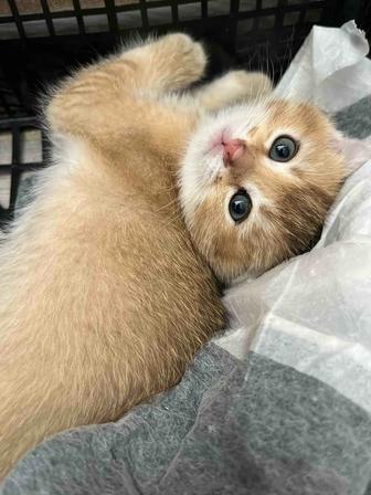 Продам котят,золотые шиншиллы