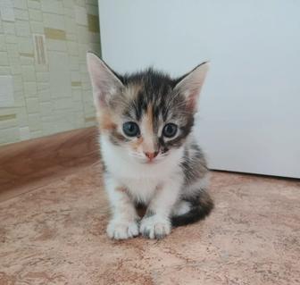Отдам котят!