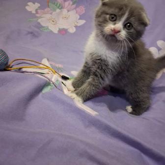 Шотландские котятки