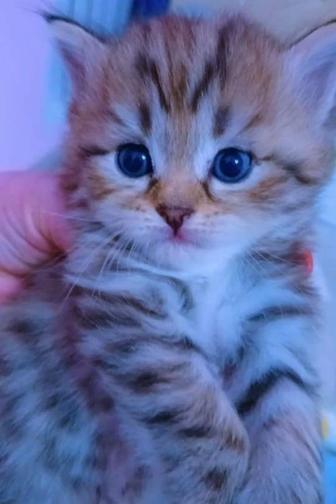 Котенки