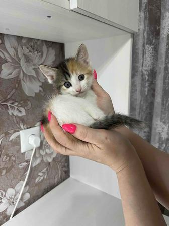 Котята в добрые РУКИ!!!